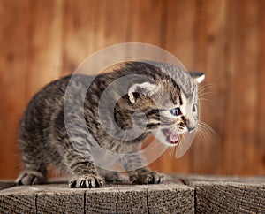 Mewing kitten on background of old wooden boards