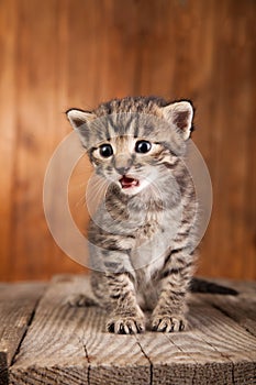 Mewing kitten on background of old wooden boards