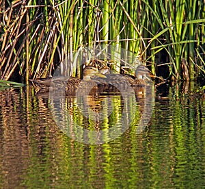 Mexicaanse Eend, Mexcian Duck, Anas diazi