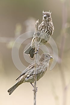 Mexicaanse Roodmus, House Finch, Carpodacus mexicanus