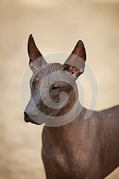 Mexical hairless dog