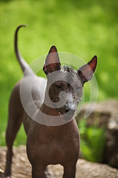Mexical hairless dog