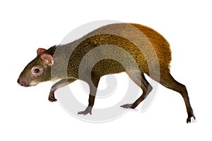 The Mexican agouti Dasyprocta mexicana