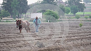 Mexican agricultural traditions: Mexican peasant farmer and his horse in amaranth planting