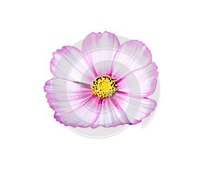 Mexican aster or pink cosmos flowers head isolated on white background , clipping path macro