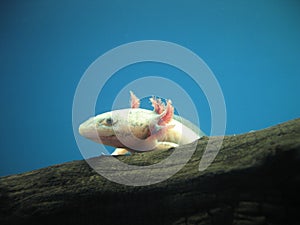 The Mexican axolotl