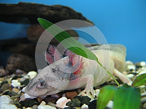 The Mexican axolotl