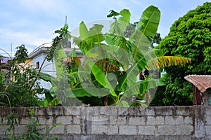 Mexican Banana Trees