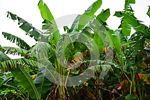 Mexican Banana Trees