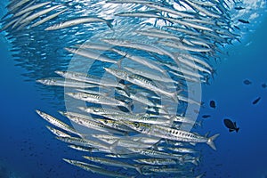 Mexican barracuda, Sphyraena ensis, Malpelo photo