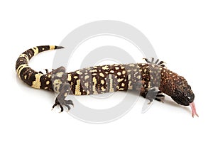 Mexican Beaded Lizard