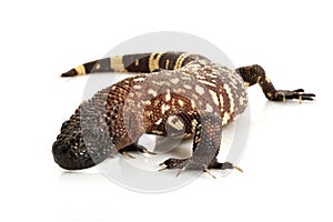 Mexican Beaded Lizard