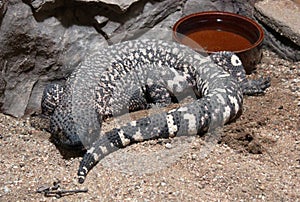 Mexican beaded lizard, Heloderma horridum photo