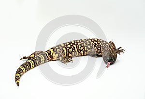 Mexican Beaded Lizard Heloderma horridum on white background.