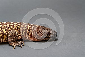 Mexican Beaded Lizard Heloderma horridum on white background.