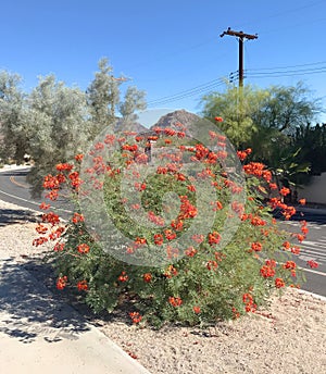 Mexican Bird Of Paradise Blooming in La Quinta