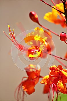 Mexican Bird of Paradise, Caesalpinia, Maricopa County, Mesa, Arizona