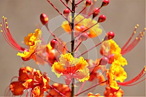 Mexican Bird of Paradise, Caesalpinia, Maricopa County, Mesa, Arizona