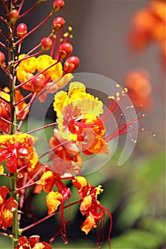 Mexican Bird of Paradise, Caesalpinia, Maricopa County, Mesa, Arizona