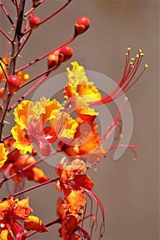 Mexican Bird of Paradise, Caesalpinia, Maricopa County, Mesa, Arizona