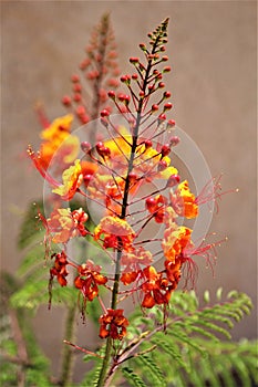 Mexican Bird of Paradise, Caesalpinia, Maricopa County, Mesa, Arizona photo