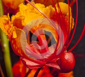 Mexican Bird of Paradise (Caesalpinia pulcherrim photo