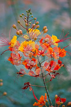 Mexican Bird of Paradise flower in Arizona desert garden