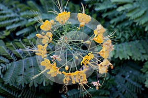 Mexican bird of paradise flower, yellow flower