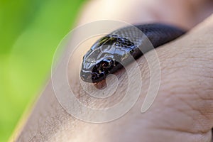 The Mexican black kingsnake Lampropeltis getula nigrita is part of the larger colubrid family of snakes, and a subspecies of the