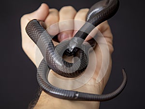 The Mexican black kingsnake Lampropeltis getula nigrita is part of the larger colubrid family of snakes, and a subspecies of the