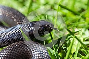 The Mexican black kingsnake Lampropeltis getula nigrita is part of the larger colubrid family of snakes, and a subspecies of the