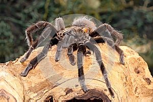 Mexican black velvet tarantula on the branch