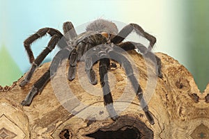 Mexican black velvet tarantula on the branch