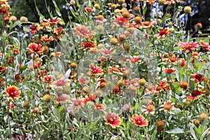 Mexican blanket flower field