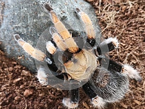 Mexican bloodleg tarantula. Aphonopelma bicoloratum.