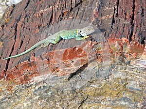 Mexican Blue-collared Lizard (Crotaphytus dickersonae) on a petrified log in Arizona.