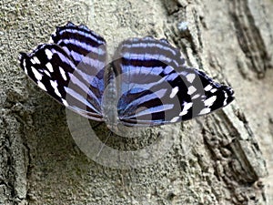 Mexican Bluewing Butterfly