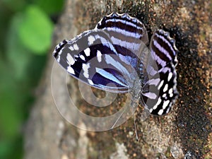 Mexican Bluewing Butterfly