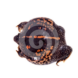 The Mexican burrowing toad on white