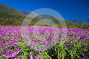 Mexican Bush Sage