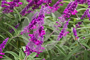 Mexican bush sage flowers (Salvia leucantha) in purple shade