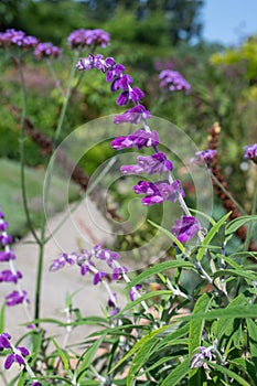 Mexican bush sage (salvia leucantha) flower