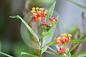 Mexican butterfly weed flowering plants with colorful flowers in red and yellow colors . Small ants have sat on the flower