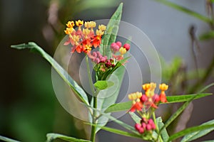 Mexican butterfly weed flowering plants with colorful flowers in red and yellow colors . Small ants have sat on the flower