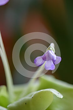 Mexican butterwort, Pinguicula tina pink budding flower