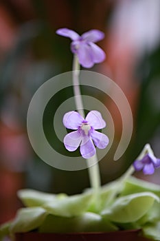 Mexican butterwort, Pinguicula tina with pink flower