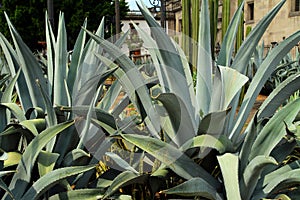 Mexican cactus Agave in Mexico city.