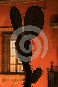 Mexican Cactus at Night with Funny Erectile Shape with Old Wall