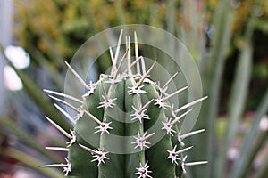 A Mexican cactus with sharp thorns