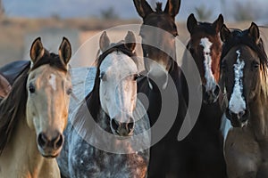 A Mexican Charro Cowboy Rounds Up A Herd of Horses Running Through The Field On A Mexican Ranch At Sunrise